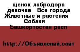 щенок лабродора девочка - Все города Животные и растения » Собаки   . Башкортостан респ.